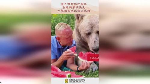 熊头吃瓜,探寻熊与瓜的奇妙缘分